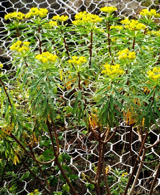 Euphorbia dendroides